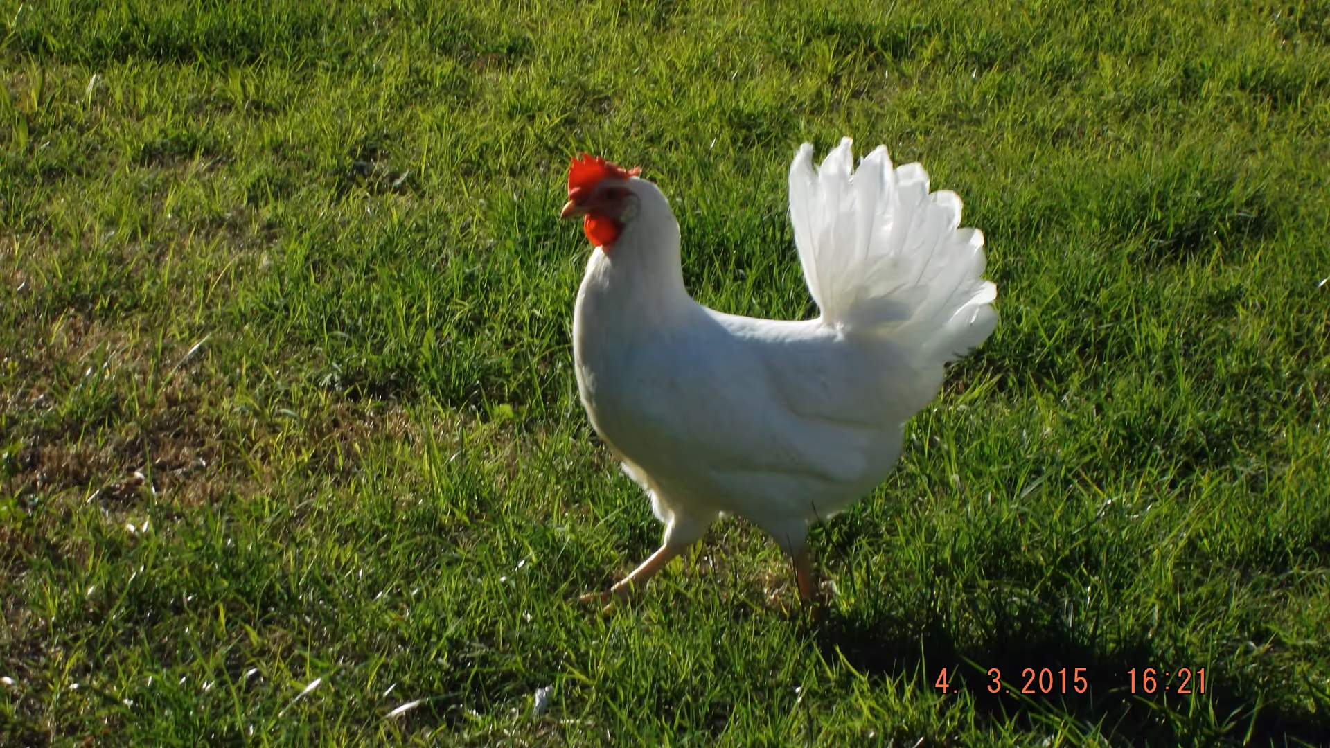 A white chicken with a red comb and wattles walking on green grass in an outdoor setting.
