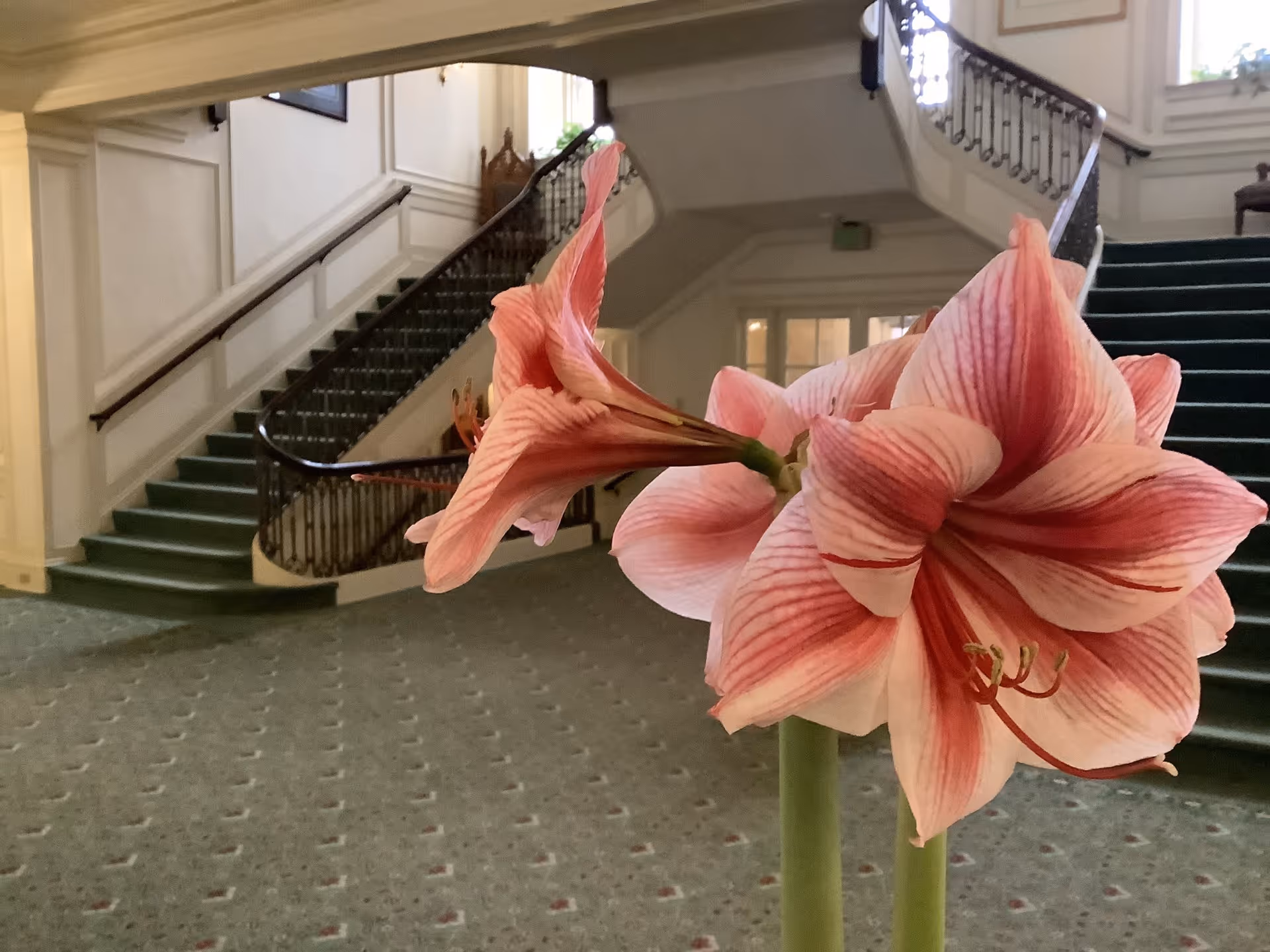 Close-up of pink and white striped flowers in the foreground with a grand staircase and green carpeted floor in the background inside a building.
