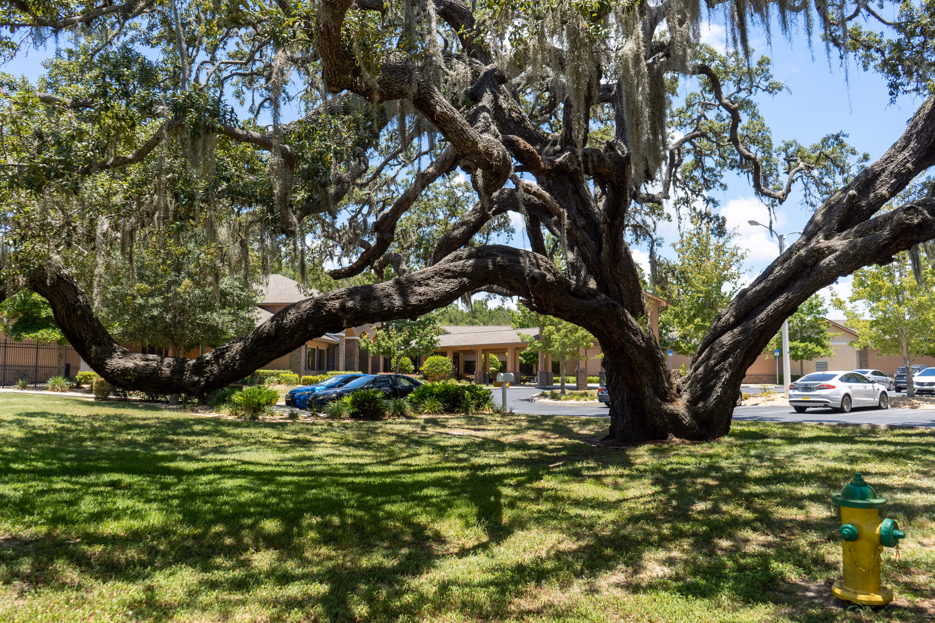 Large sprawling tree with thick branches and hanging moss in front of a senior living facility building with parked cars and a yellow fire hydrant on a grassy lawn under a clear blue sky.