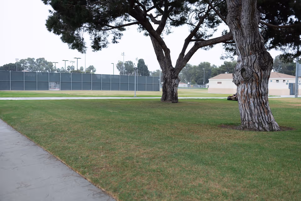 A grassy outdoor area with two large trees in the foreground, a paved walkway on the left, and a fenced sports court and buildings in the background under an overcast sky.