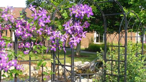 Purple flowers climb a black metal arch over a stone path in a well-kept garden.