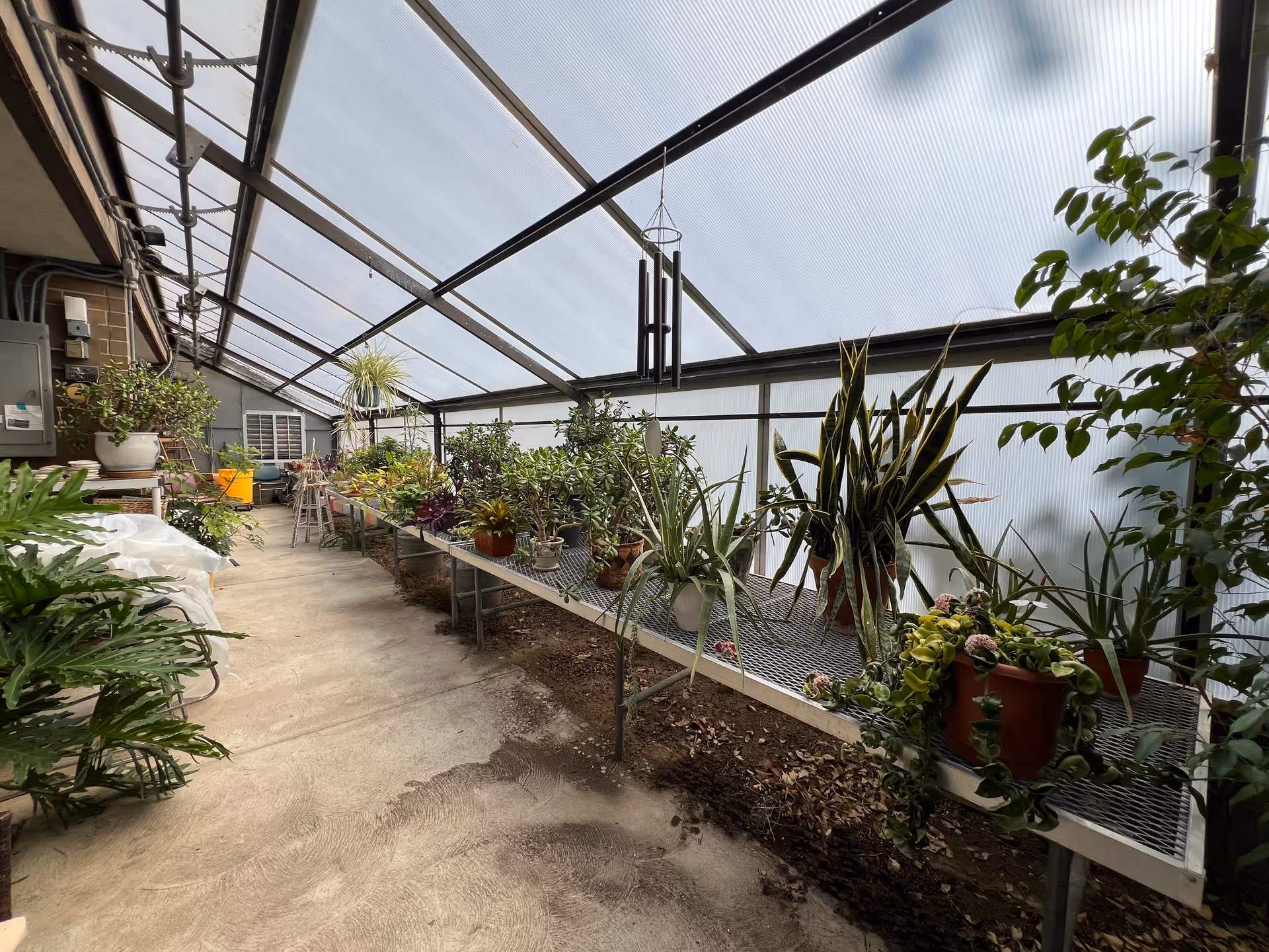Interior view of a greenhouse with a slanted transparent roof. There are various potted plants arranged on metal tables along the right side, and more plants and gardening supplies on the left side. The floor is concrete and there is a wind chime hanging from the ceiling.