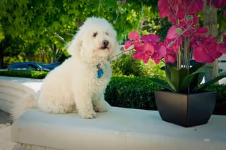 A small white fluffy dog sitting on a stone ledge outdoors next to a black pot with vibrant pink flowers, with green bushes and trees in the background.