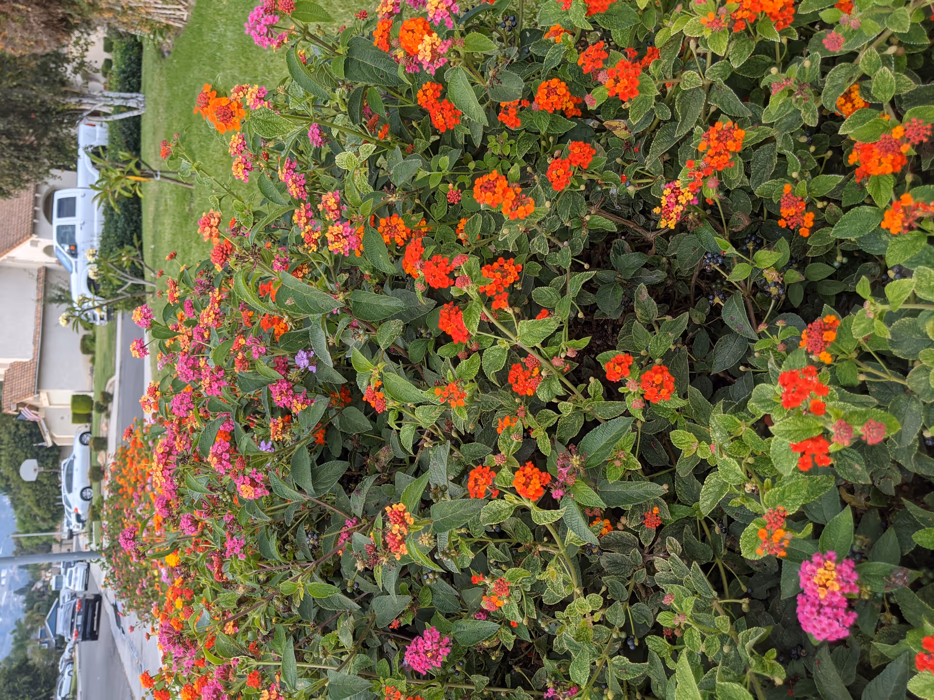 A colorful flower bed with vibrant red, orange, pink, and purple flowers along a sidewalk in a residential neighborhood. Cars are parked along the street and houses with green lawns are visible in the background.