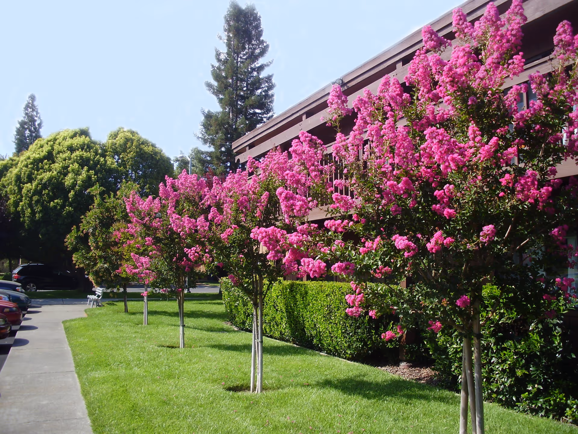 Outdoor view of Silverado Orchards Retirement Community showing a row of small trees with bright pink flowers along a green lawn next to a two-story building. There are larger trees and parked cars visible in the background under a clear sky.
