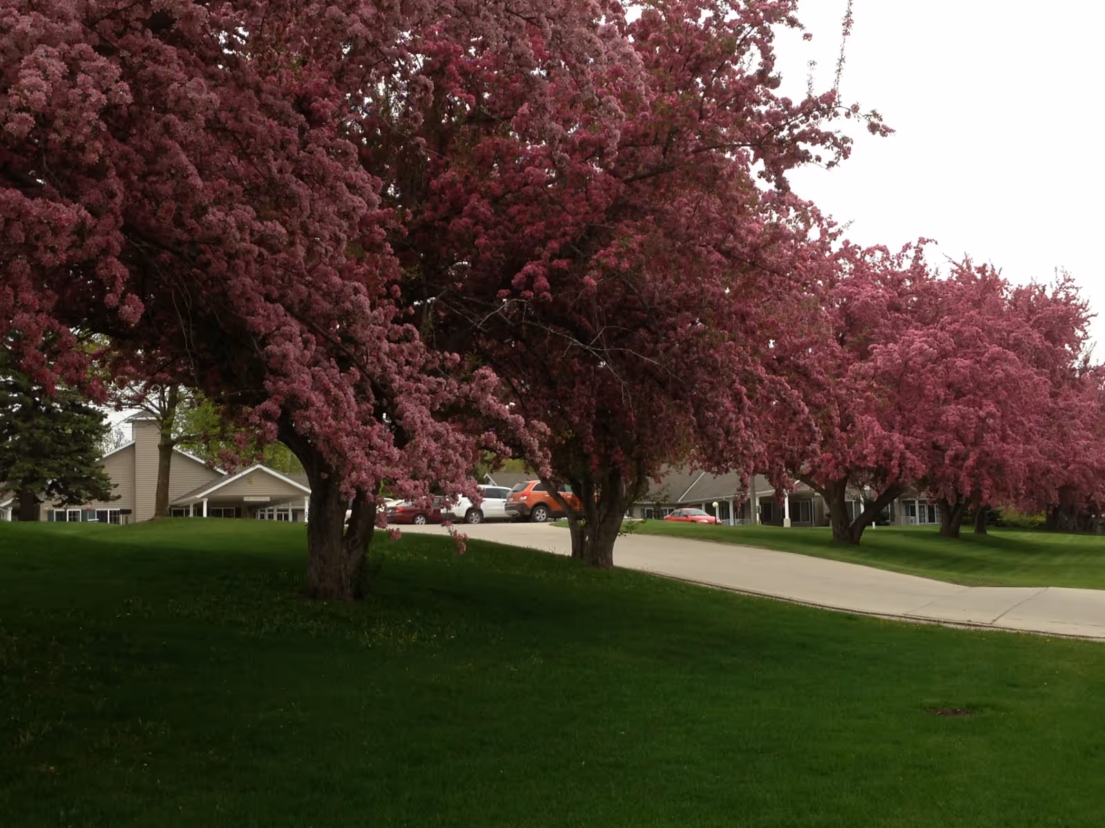 A row of trees with vibrant pink blossoms lining a curved driveway in front of single-story buildings with beige siding and white trim, set on a well-maintained green lawn.