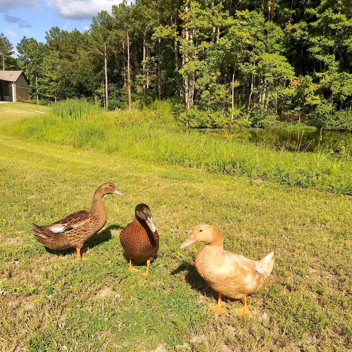 Three ducks standing on green grass near a pond with trees and a building in the background under a partly cloudy sky.