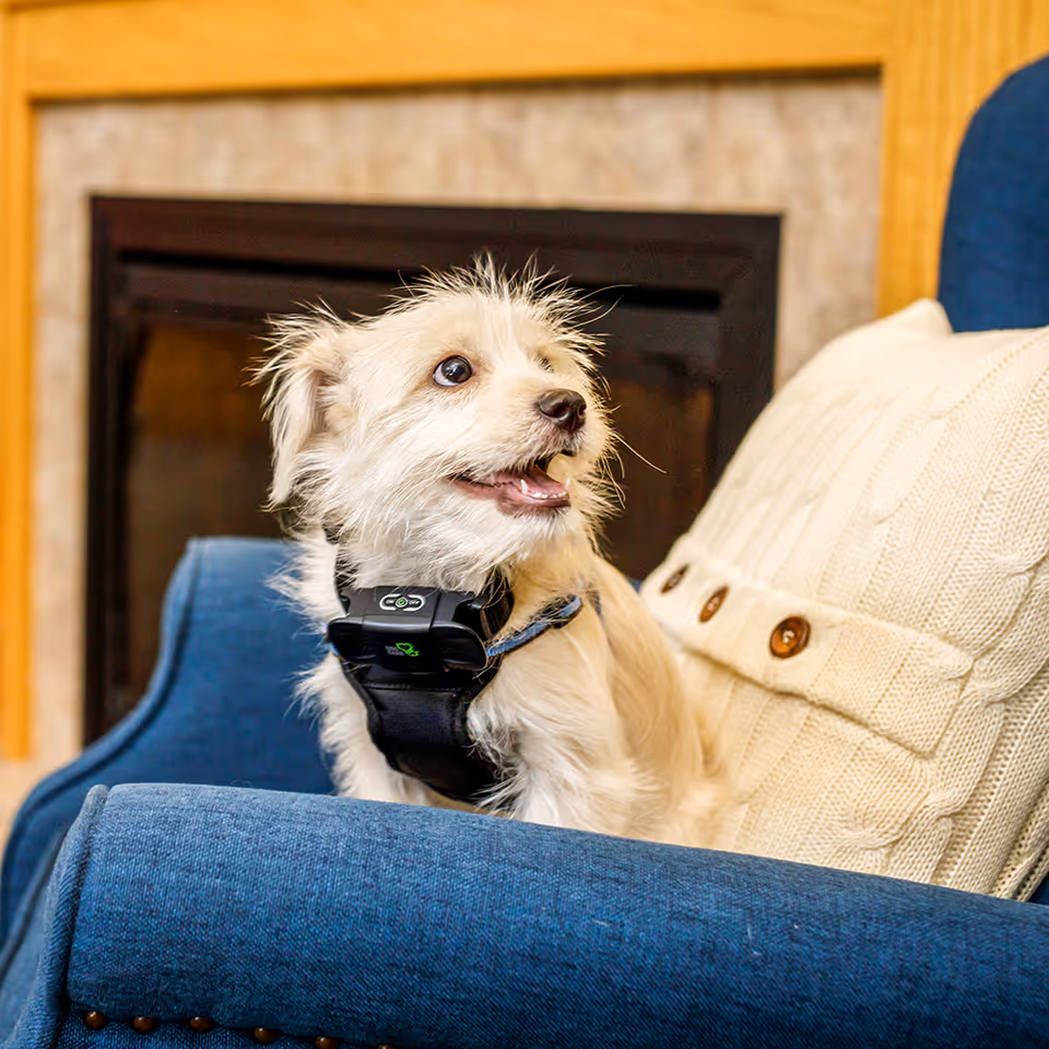 Small light-colored dog wearing a black harness sitting on a blue armchair with a cream-colored knitted pillow, in front of a fireplace with a wooden frame.