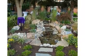 A landscaped outdoor garden area featuring a small stone waterfall flowing into a pond surrounded by rocks and various green plants, with a stone pathway leading towards the water feature and a tree in the background.