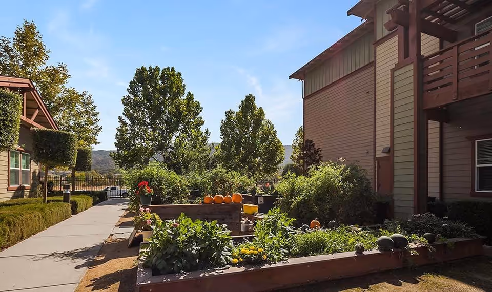 Outdoor garden area at Merrill Gardens at Gilroy with raised planting beds containing various plants and pumpkins, surrounded by trees and shrubs, with a clear blue sky above and buildings on either side.
