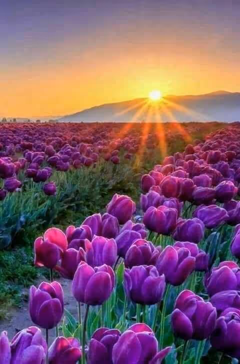 A vibrant field of purple tulips stretching towards the horizon with the sun setting behind distant mountains, casting a warm golden light over the scene.