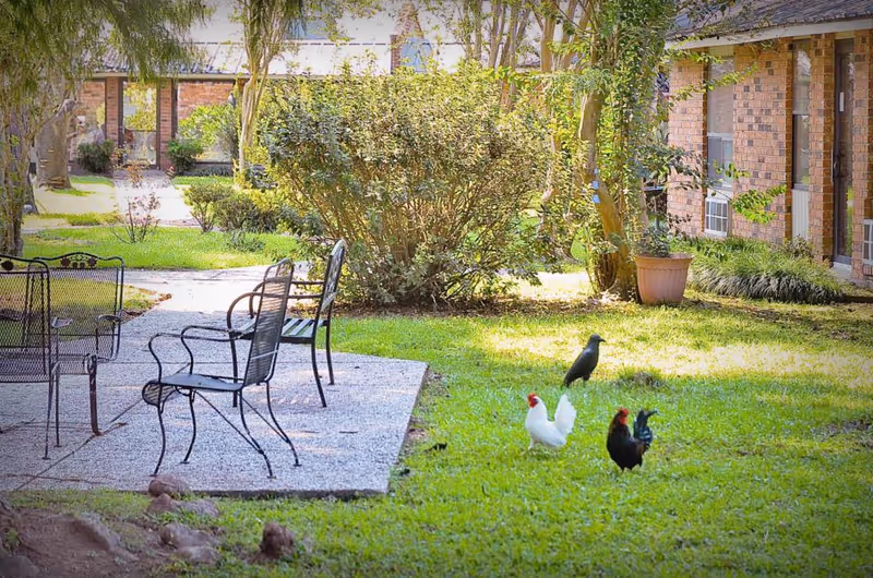 Outdoor garden area at Courtyard Retirement & Assisted Living Community with green grass, bushes, trees, and three chickens walking on the lawn. There are black metal chairs and a table on a concrete patio next to a brick building with windows and potted plants.