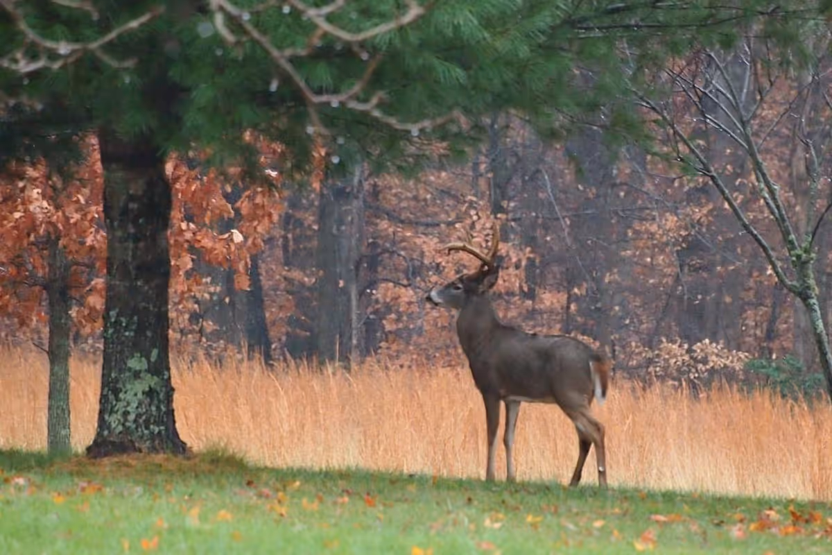 A deer standing on grass near a tree with a background of tall dry grass and leafless trees in a forested area.