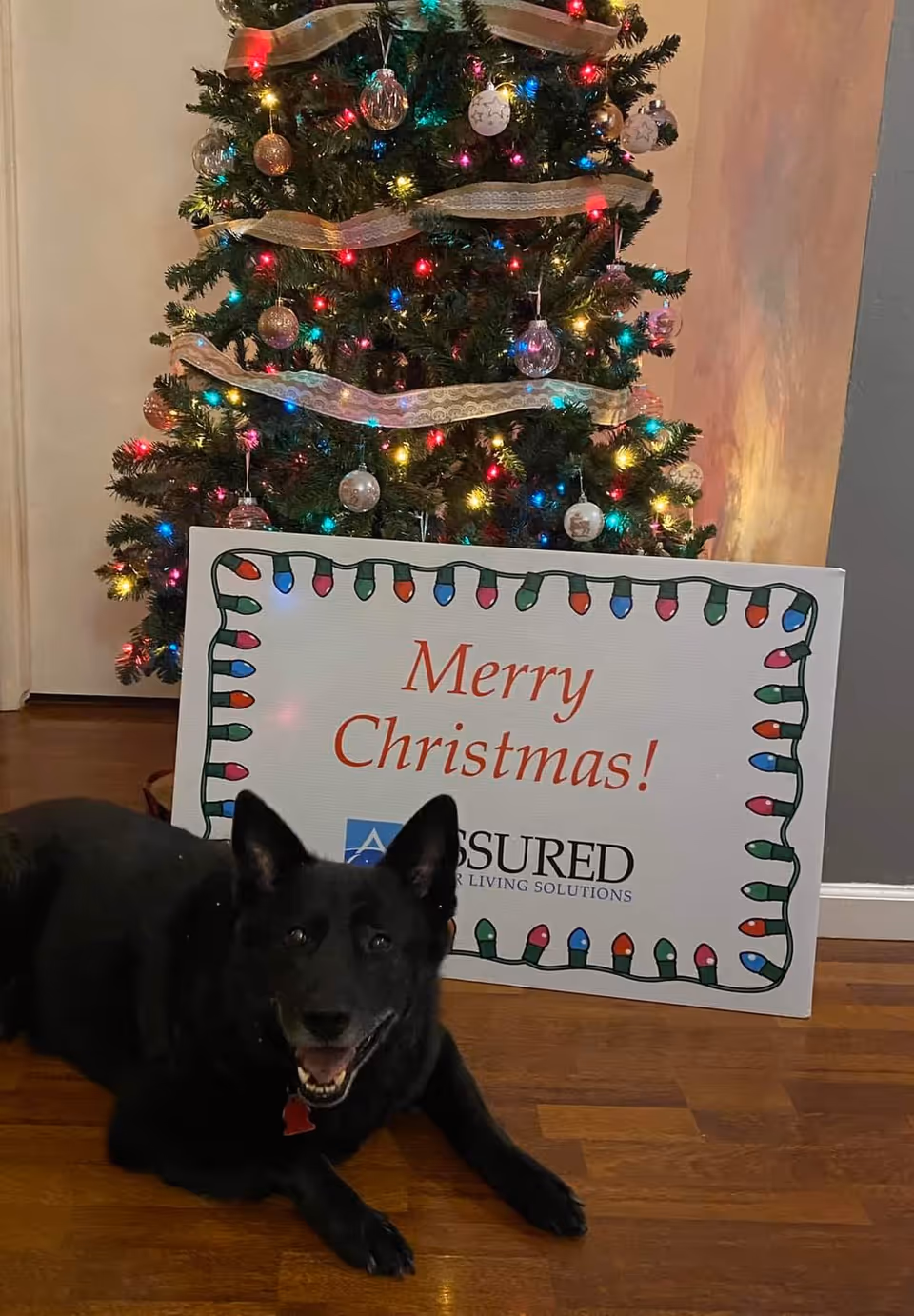 A decorated Christmas tree with colorful lights and ornaments stands behind a sign that reads 'Merry Christmas! Assured Senior Living Solutions.' A black dog with a red tag is lying on the wooden floor in front of the sign, looking at the camera.