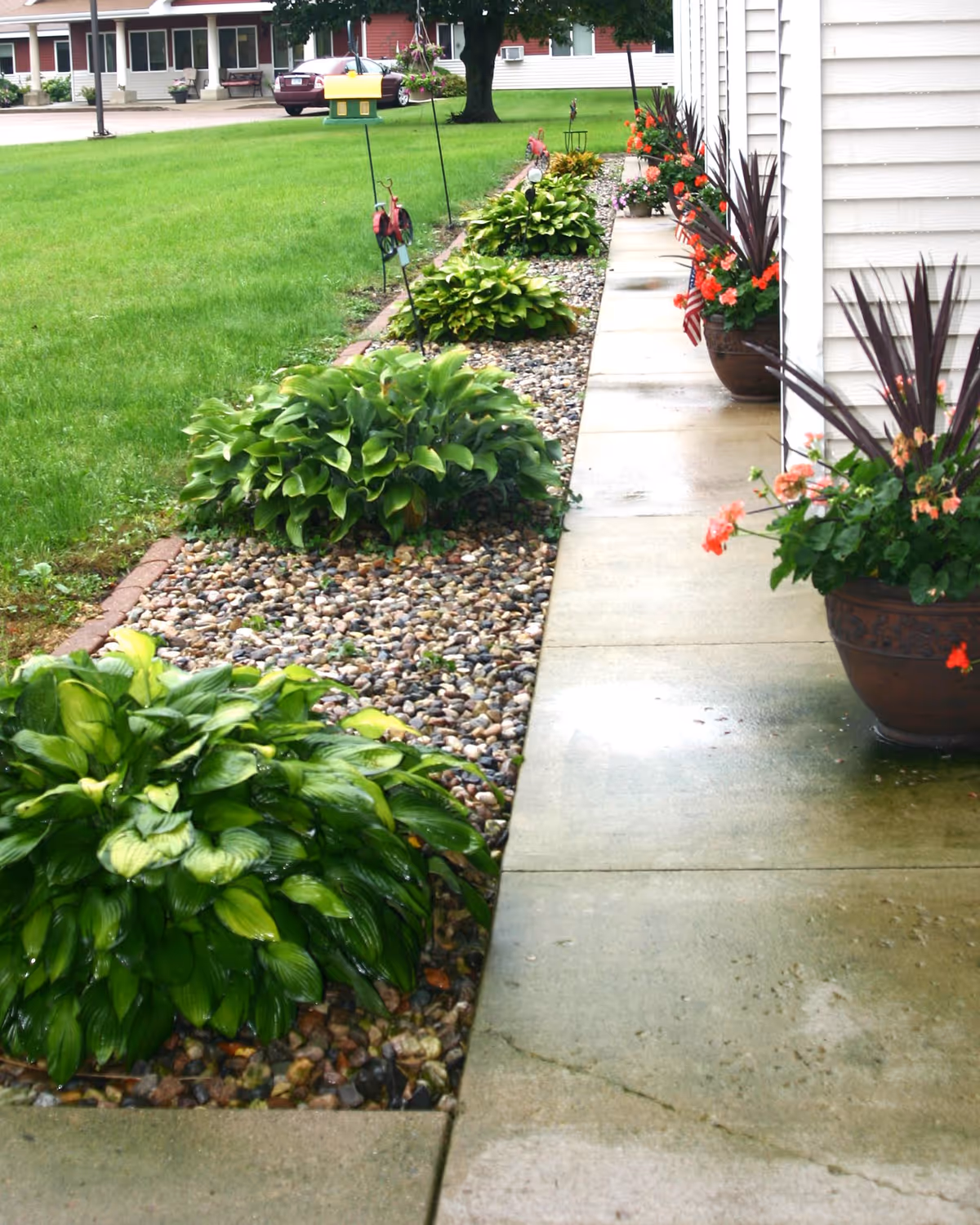 A concrete sidewalk beside a light-colored building lined with potted flowers and rock-bordered hosta beds, with a lawn and neighboring housing visible in the background.