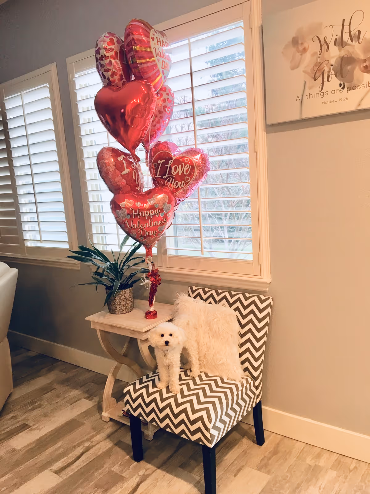 A chevron-patterned chair with a small white dog sitting on it next to a side table holding a plant and Valentine's Day heart balloons in front of a window with shutters.