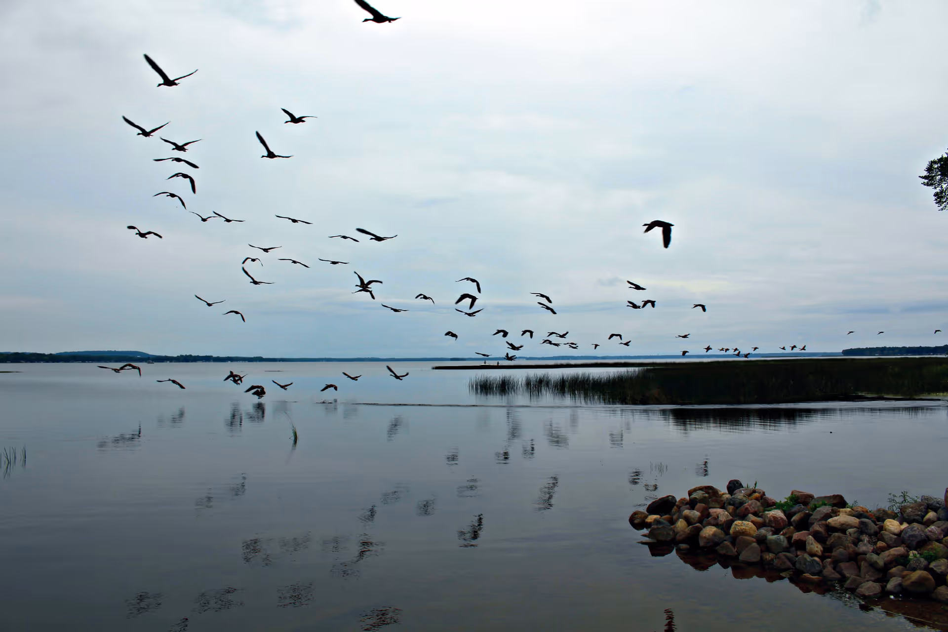 A flock of birds flying over a calm body of water with a cloudy sky. There are rocks and some vegetation visible near the water's edge.
