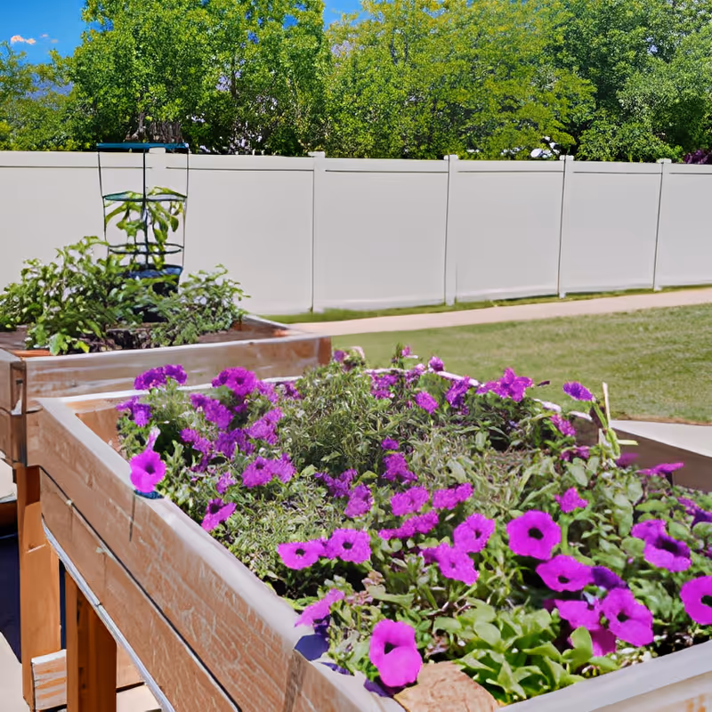Raised wooden garden beds filled with vibrant purple flowers and green plants, set outdoors with a white fence and green trees in the background under a clear blue sky.