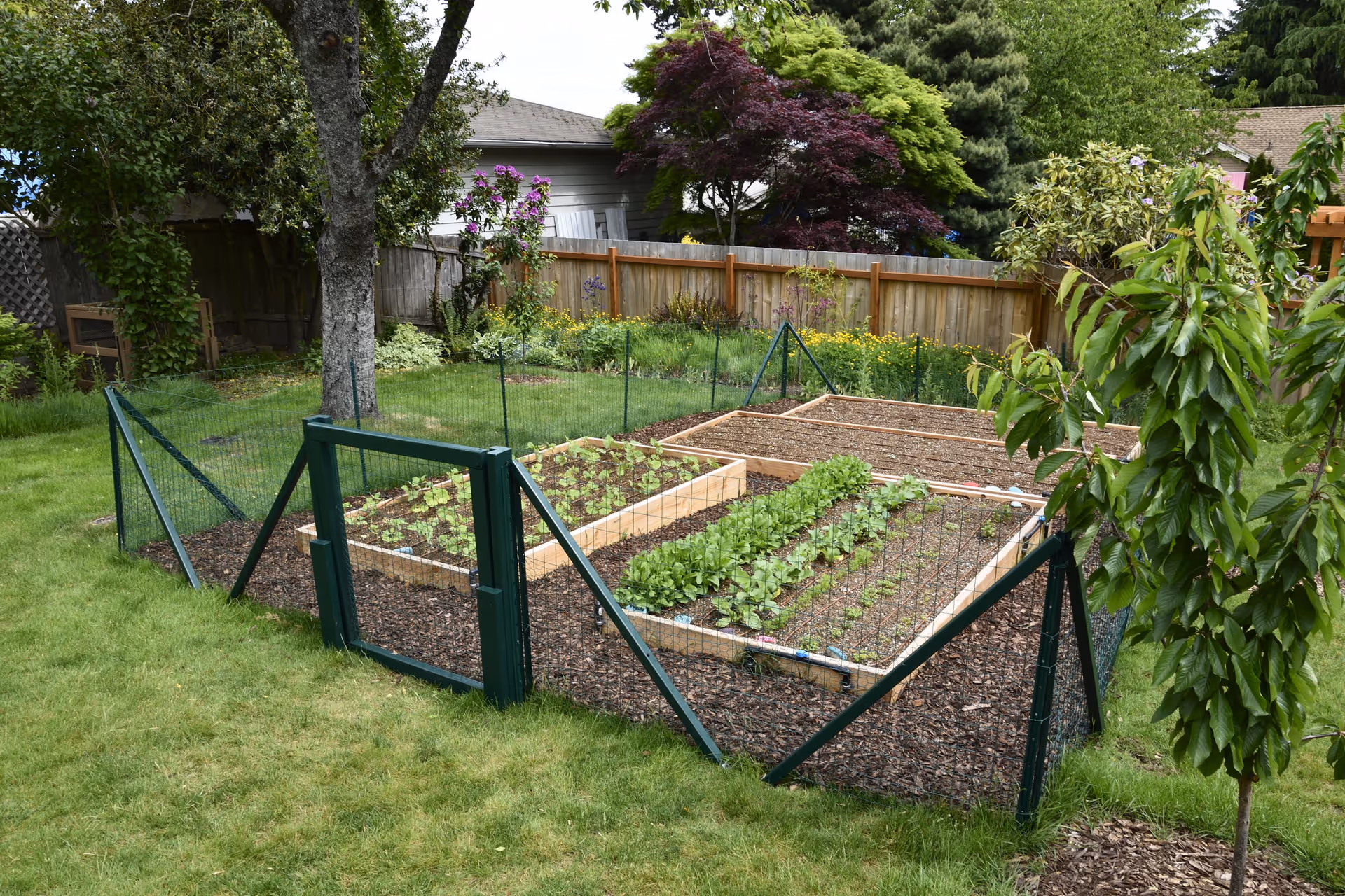 A fenced garden area with multiple raised wooden garden beds containing young plants and seedlings, surrounded by green grass and trees, with a wooden fence and neighboring houses in the background.