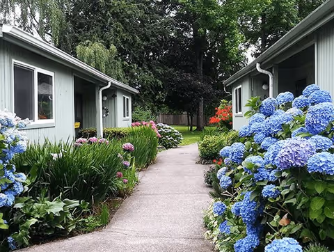 Paved walkway between single-story green buildings lined with blooming blue and purple hydrangeas and trees.