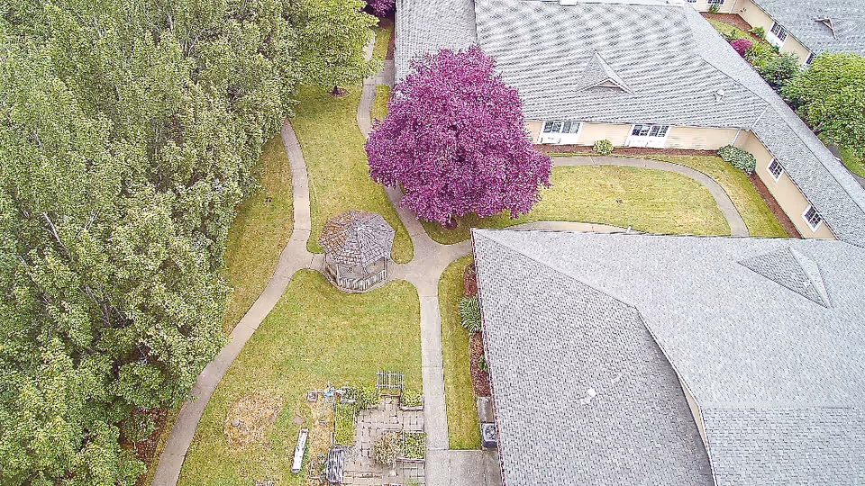 Aerial view of a senior living facility's outdoor courtyard featuring a gazebo, a large purple-leafed tree, paved walking paths, and surrounding buildings with gray roofs. The area is landscaped with green grass and trees.