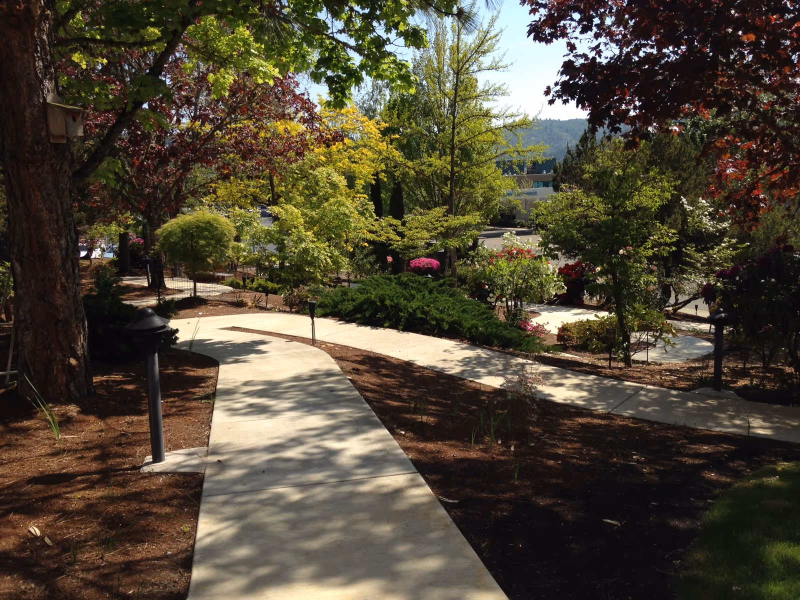A winding concrete pathway surrounded by various trees and shrubs in a landscaped garden area with sunlight casting shadows on the path.