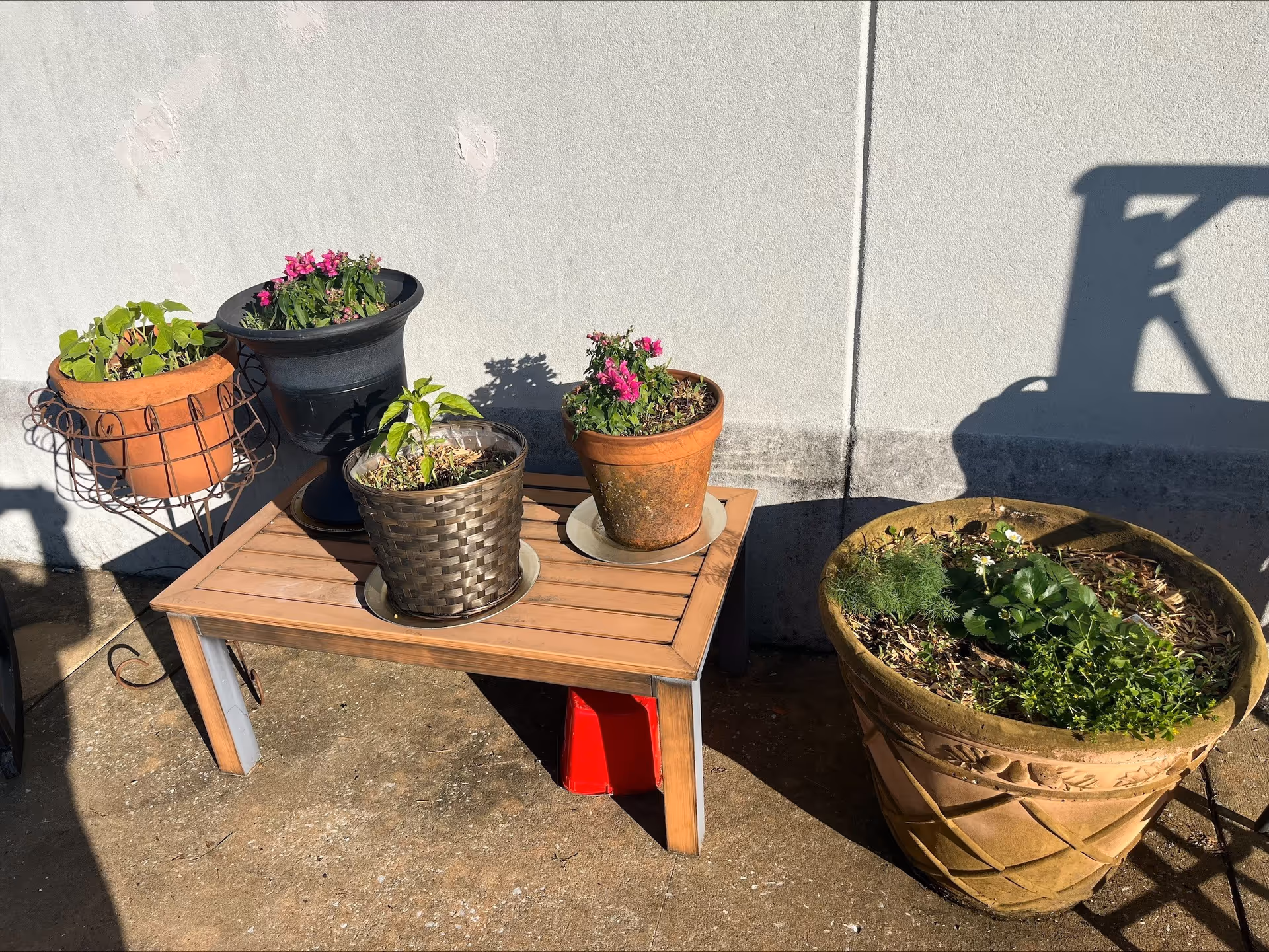 Several potted plants arranged outdoors against a white wall, including a large decorative pot on the ground and smaller pots on a wooden bench and metal stand, with sunlight casting shadows.