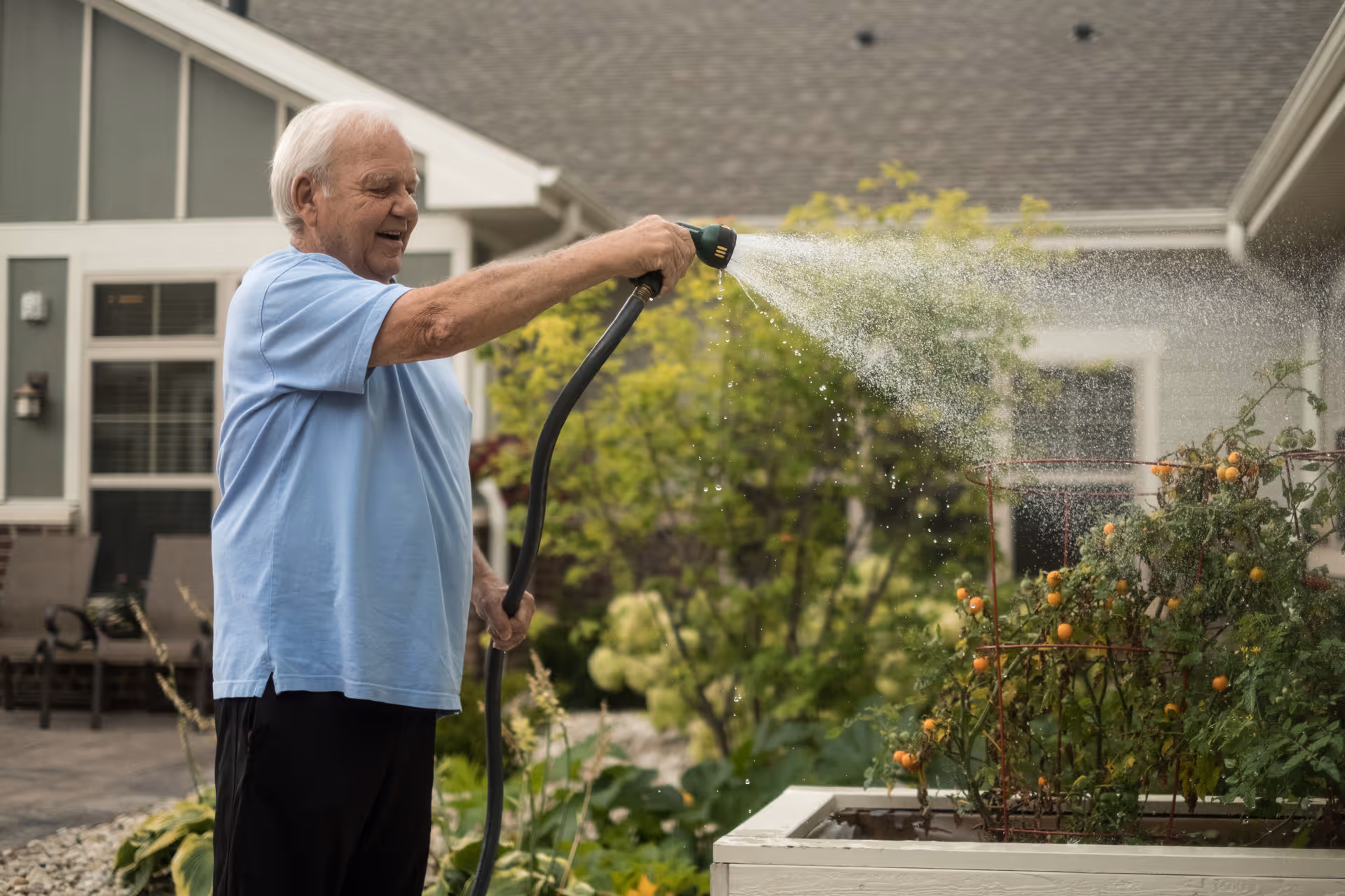 An elderly man wearing a light blue shirt waters plants in a garden using a hose with a spray nozzle. The garden has tomato plants with orange tomatoes supported by metal cages. The background shows a residential building with windows and patio chairs.