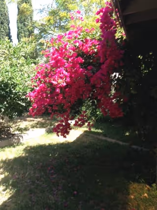 A vibrant pink flowering bush hanging over a shaded garden area with green grass and other greenery in the background.