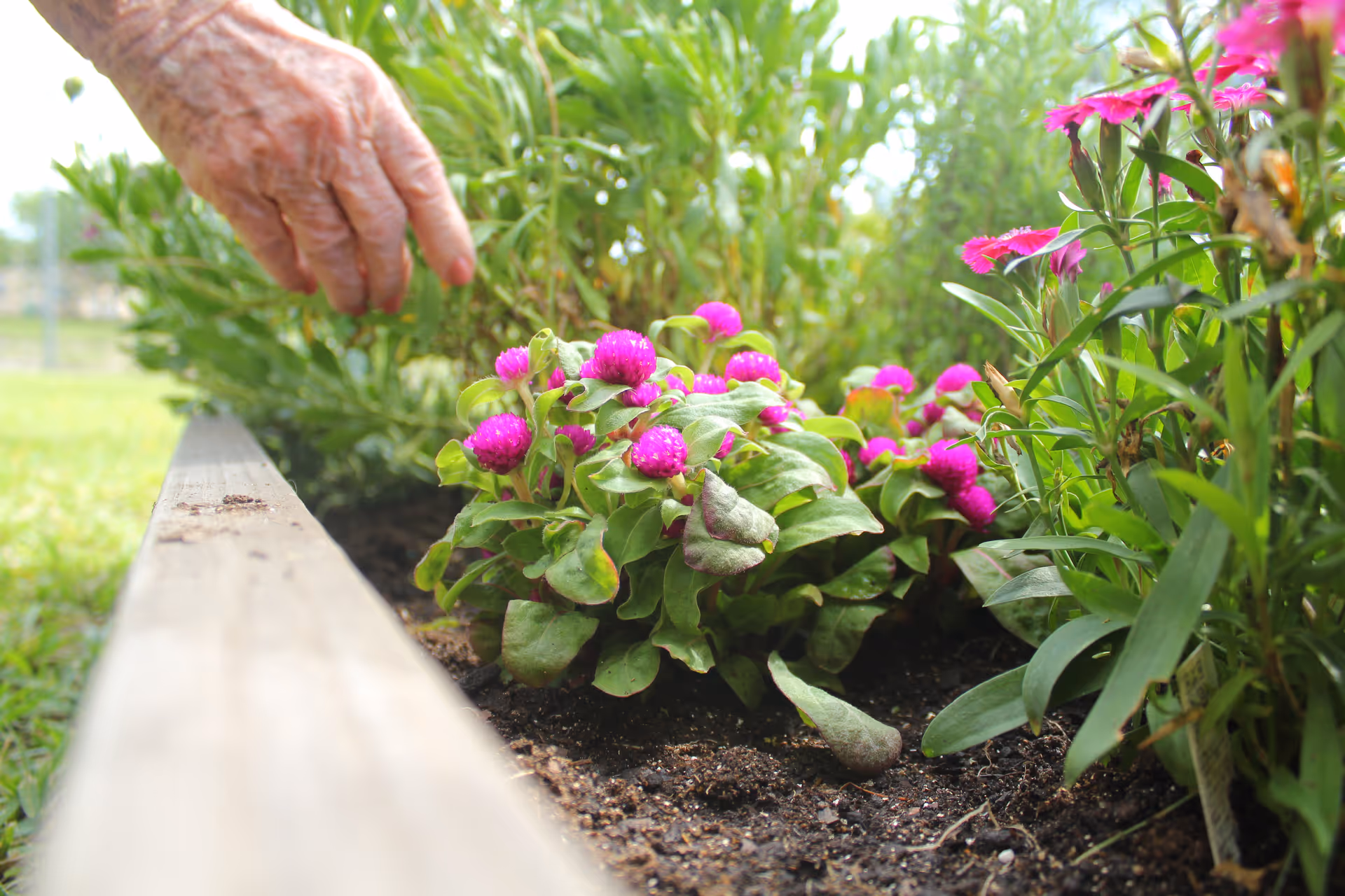Close-up of an elderly person's hand tending to a garden bed with vibrant pink flowers and green foliage in an outdoor setting.