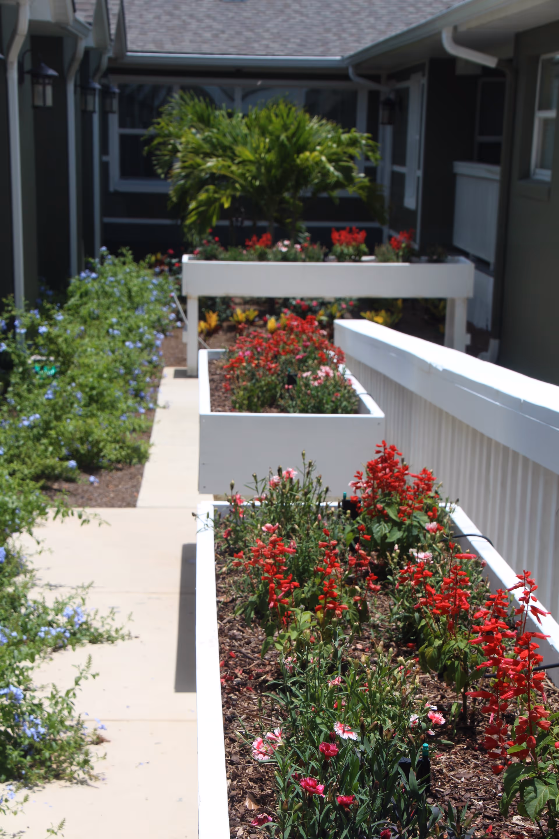Outdoor garden area at The Manor at Lake Jackson featuring raised white flower beds filled with red and pink flowers, a concrete walkway, green shrubs, and a small palm tree in the background between building structures.