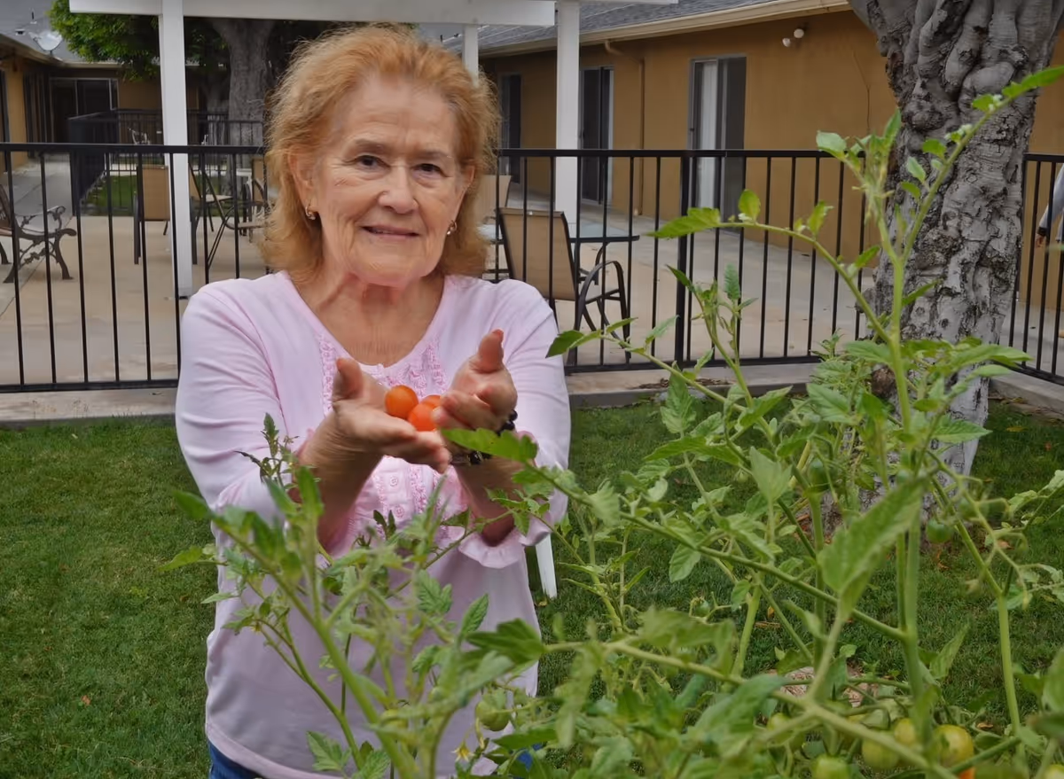An elderly woman standing outdoors in a garden area, holding several small red tomatoes in her hands, with green tomato plants in the foreground and a building with patio furniture in the background.