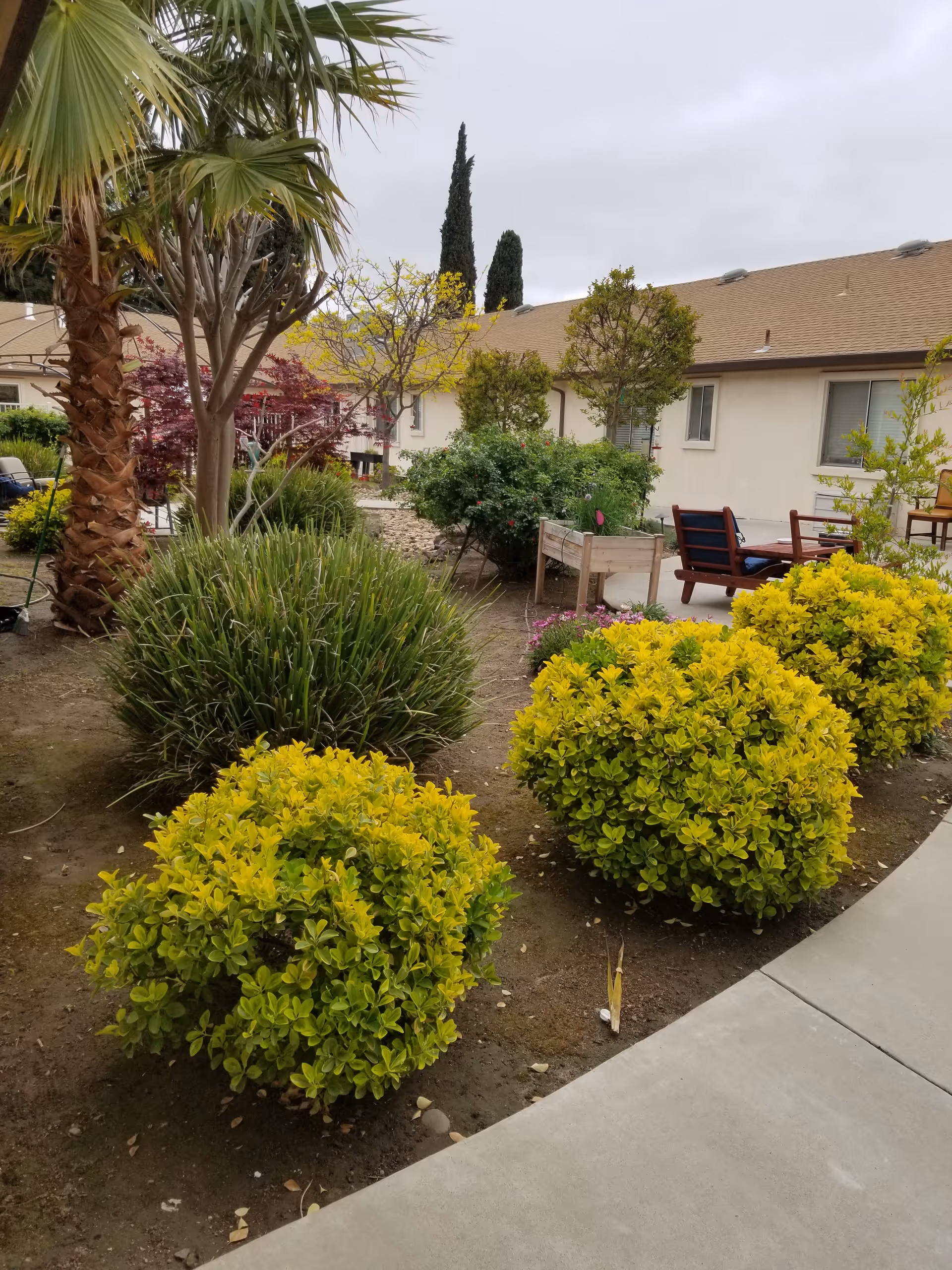 Outdoor garden area at Hospitality House Assisted Living & Memory Care featuring various green shrubs, a palm tree, and other plants along a curved concrete pathway. In the background, there are beige single-story buildings with windows and outdoor seating including chairs and a table.