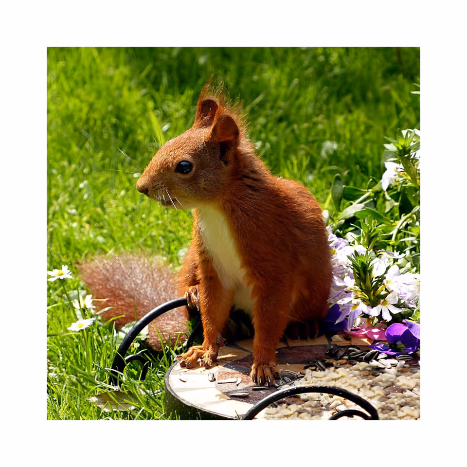 A close-up of a reddish-brown squirrel sitting on a mosaic bird feeder filled with seeds, surrounded by green grass and purple and white flowers in the background.