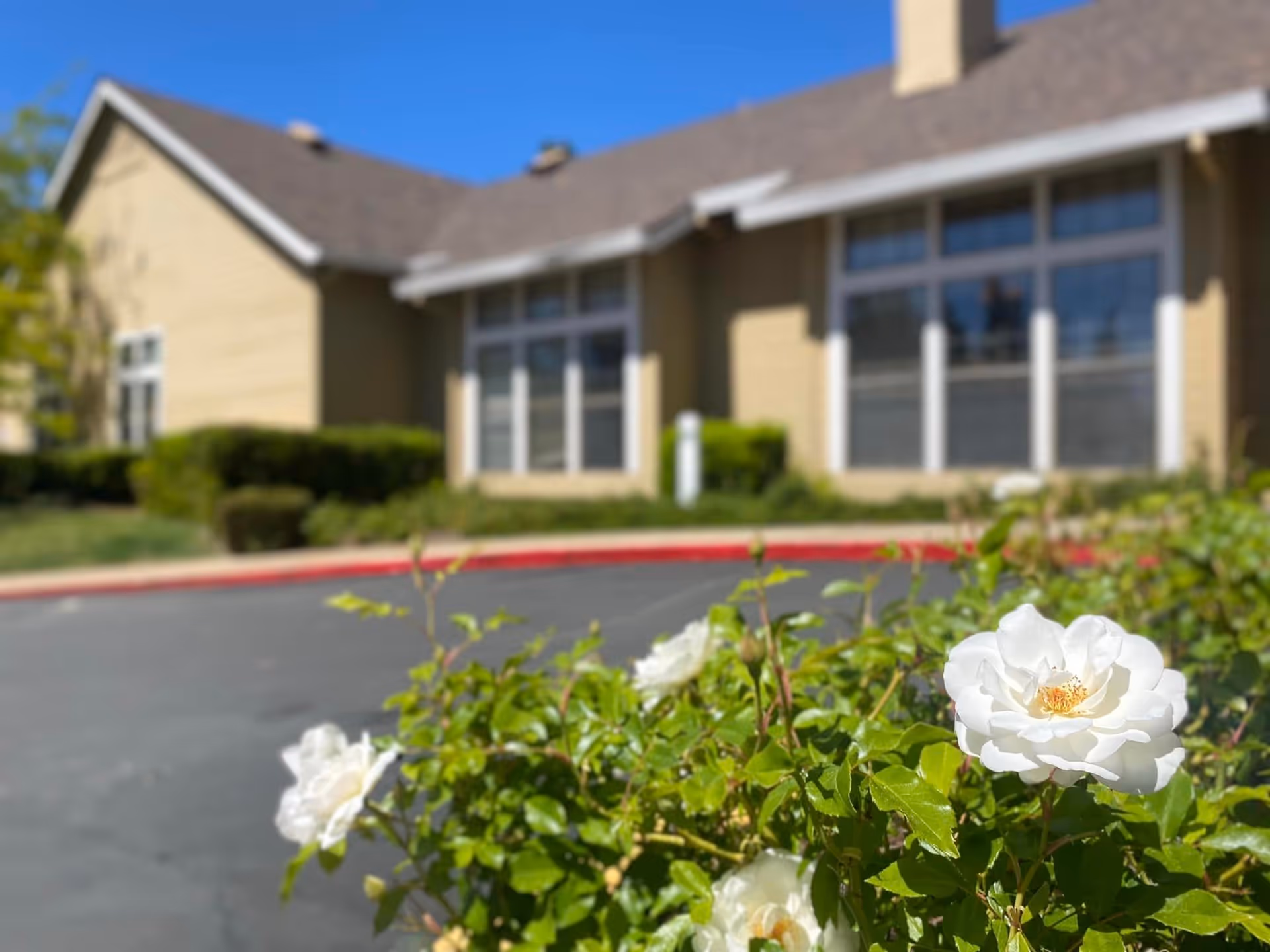 Close-up of white roses and green foliage in front of a beige building with large windows under a clear blue sky at Hilltop Commons Senior Living.