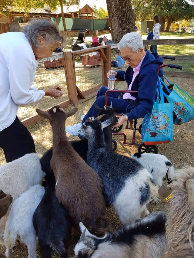 Two elderly women interacting with several goats in an outdoor petting zoo area. One woman is standing and feeding the goats, while the other is seated in a wheelchair holding a water bottle and reaching out to the animals. There are wooden fences and trees in the background, with other people and animal figures visible further back.