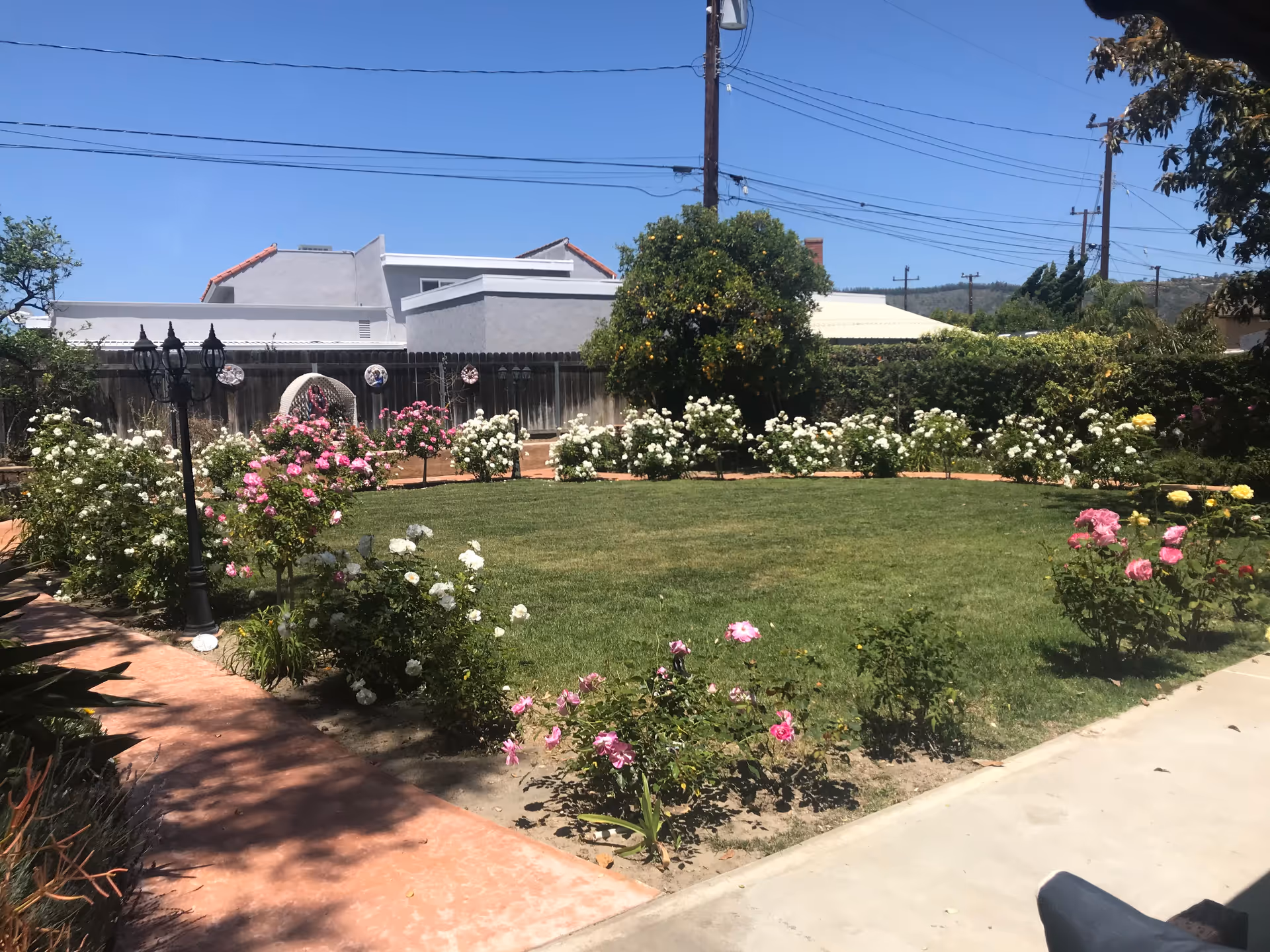 A sunny outdoor garden area with a green lawn surrounded by blooming rose bushes in pink, white, and yellow. There is a paved walkway on the left side and a concrete path on the right. A wooden fence and some houses are visible in the background under a clear blue sky.