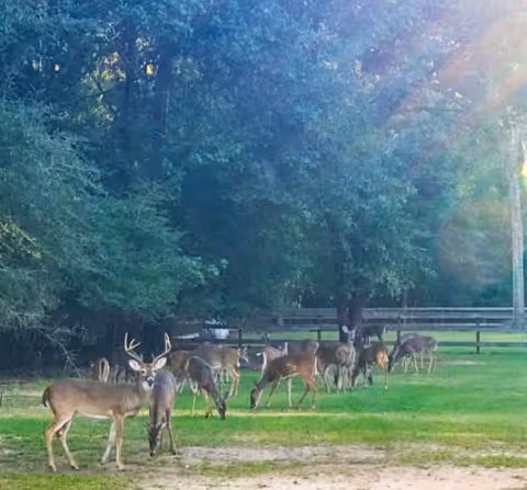 A group of deer grazing on a grassy area near a wooded forest with sunlight streaming through the trees.