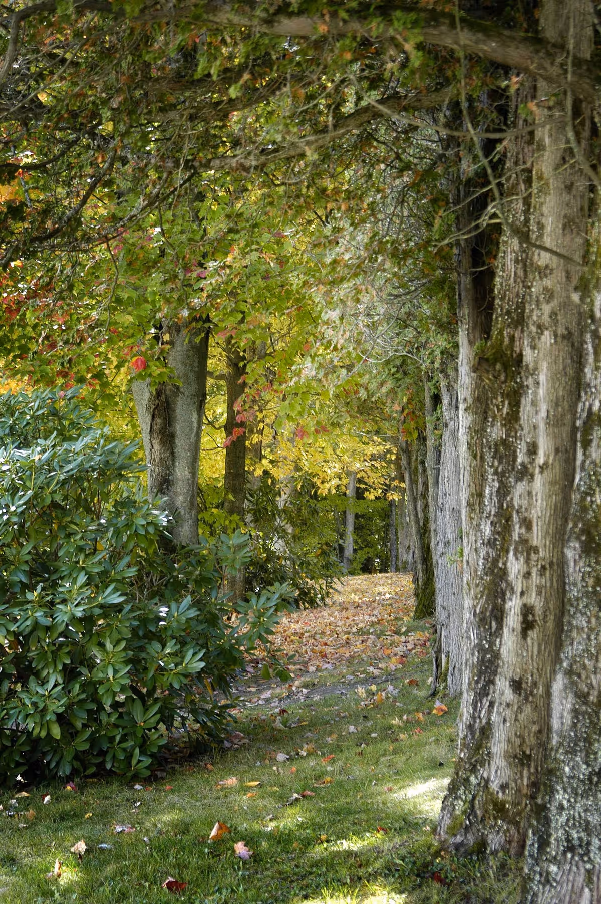 A peaceful outdoor scene featuring a grassy path lined with large trees and green bushes. The trees have thick trunks and a canopy of green leaves with some autumn colors. Fallen leaves are scattered on the ground along the path.