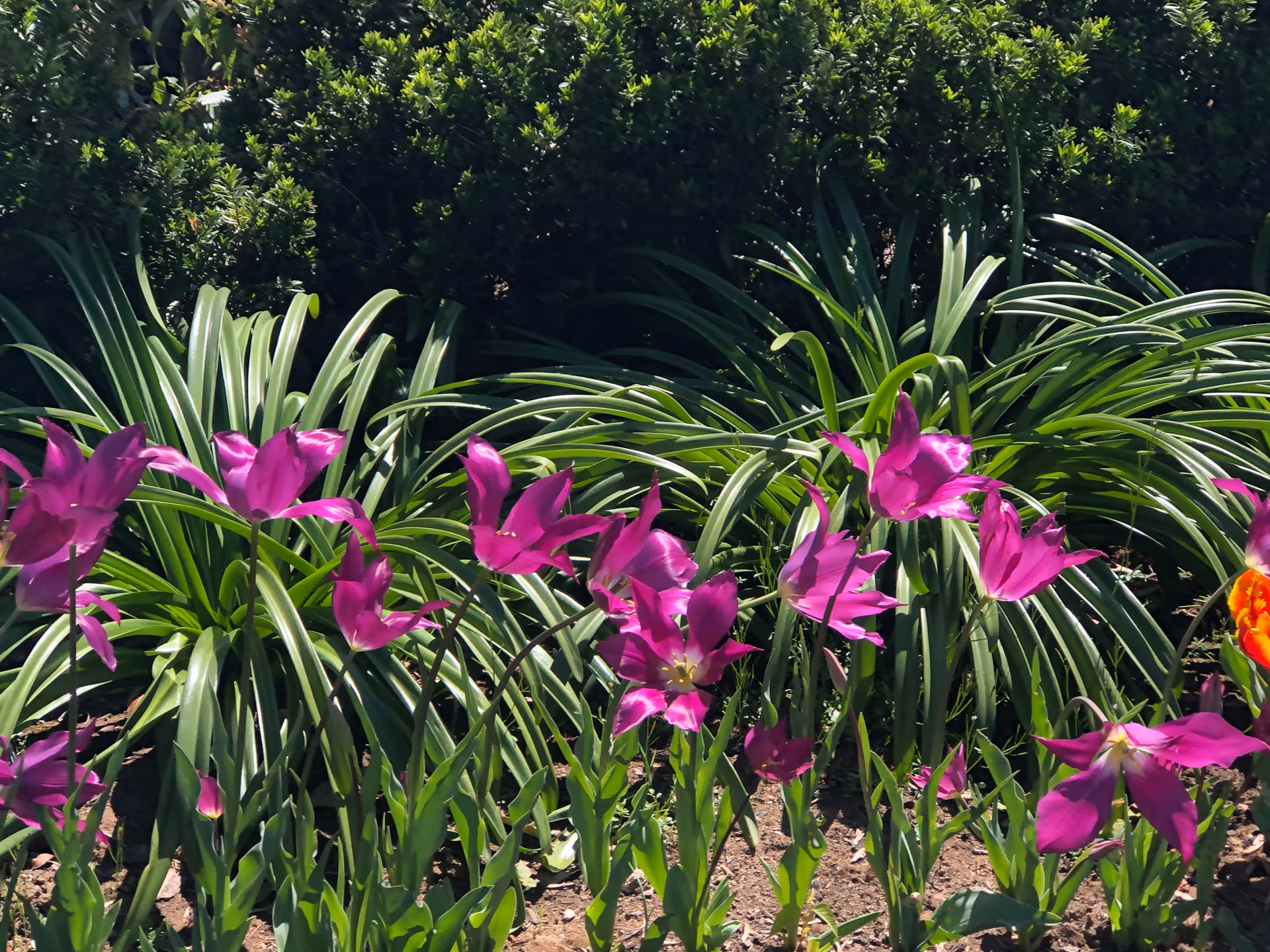 A garden bed with vibrant purple flowers in bloom surrounded by green leafy plants and bushes in the background under sunlight.