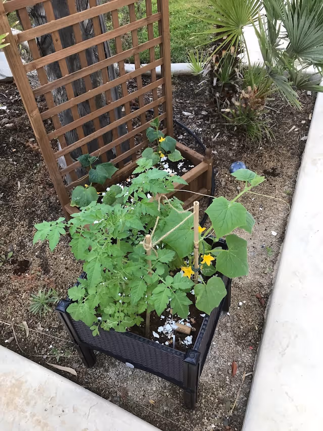 A small outdoor garden area with a raised planter box containing green leafy plants and yellow flowers. Behind it is a wooden trellis and some palm plants, with a concrete pathway on the right side.