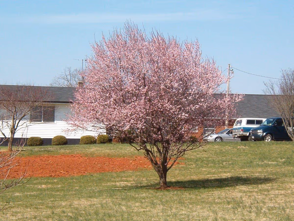 A blossoming tree with pink flowers stands in a grassy area with a patch of red soil. In the background, there is a single-story building with white siding and a dark roof, along with several parked vehicles including a blue van and a silver car.