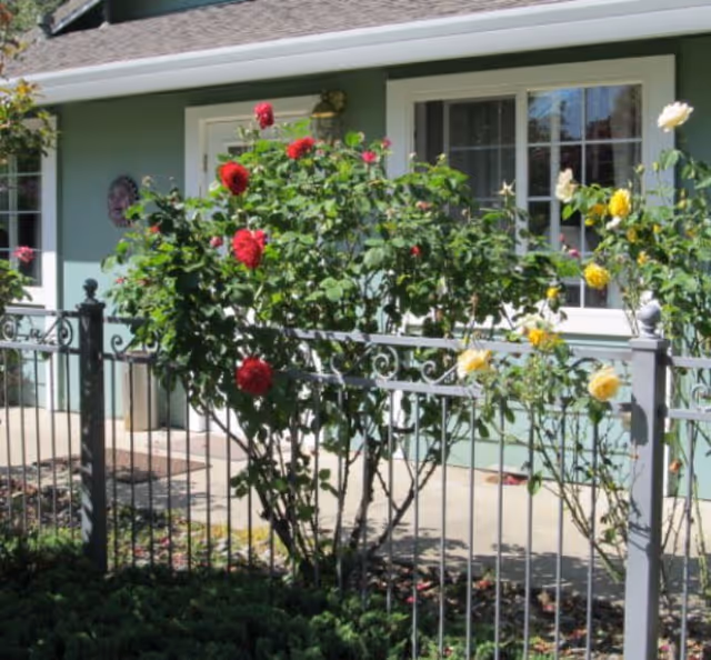 A green exterior wall of a building with a white door and window. In front of the building, there is a metal fence with red and yellow rose bushes growing along it.