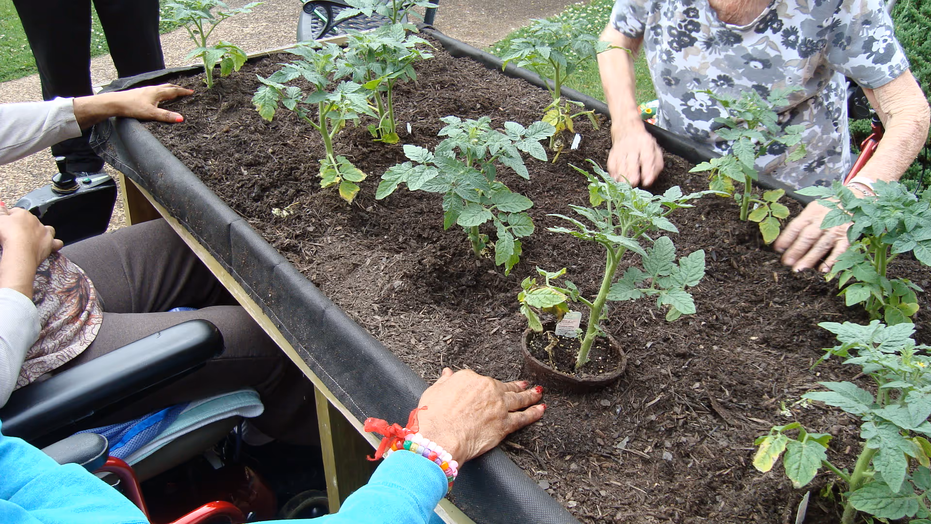 Several elderly individuals are engaged in gardening, planting young tomato plants in a raised garden bed filled with soil outdoors.