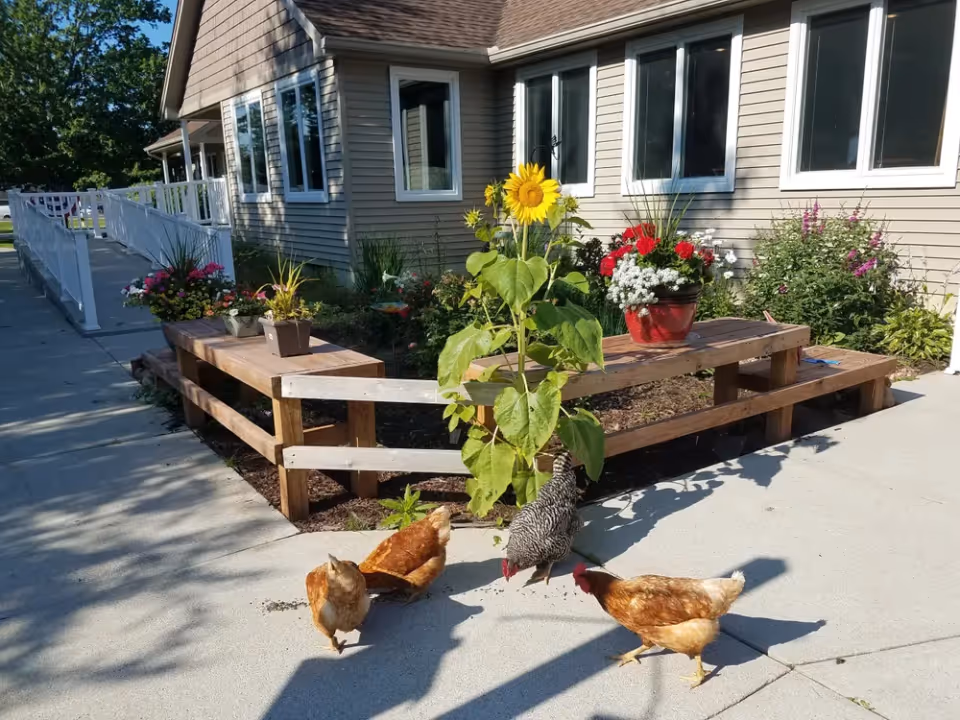 Front exterior of a senior living facility showing windows, a ramp, flower planters and a sunflower beside a wooden bench with three chickens on the walkway.