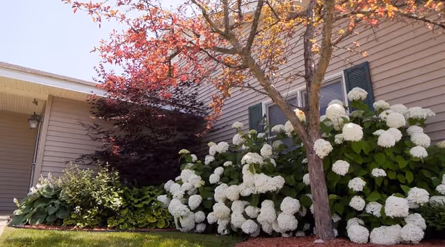 Exterior view of a building with beige siding, green shutters, and a garden featuring a tree with red leaves and white hydrangea flowers in front of the building.
