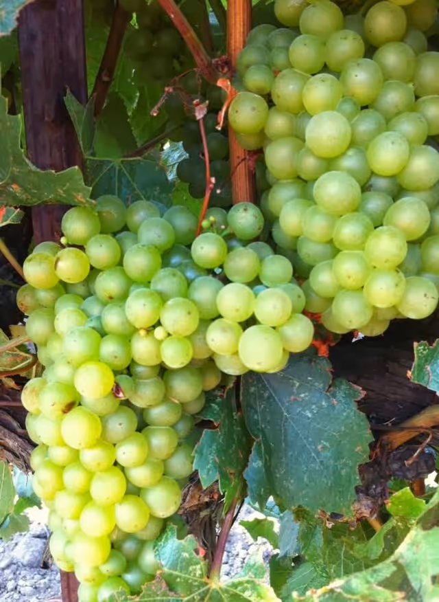 Clusters of green grapes hanging on a vine among leaves.