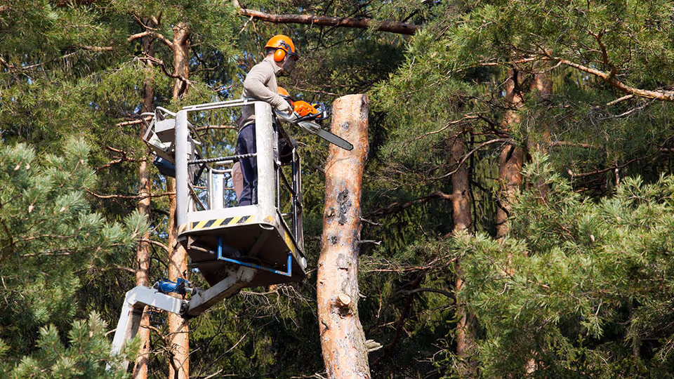 A worker in safety gear stands in an aerial lift using a chainsaw to cut a tall tree trunk among pine trees.