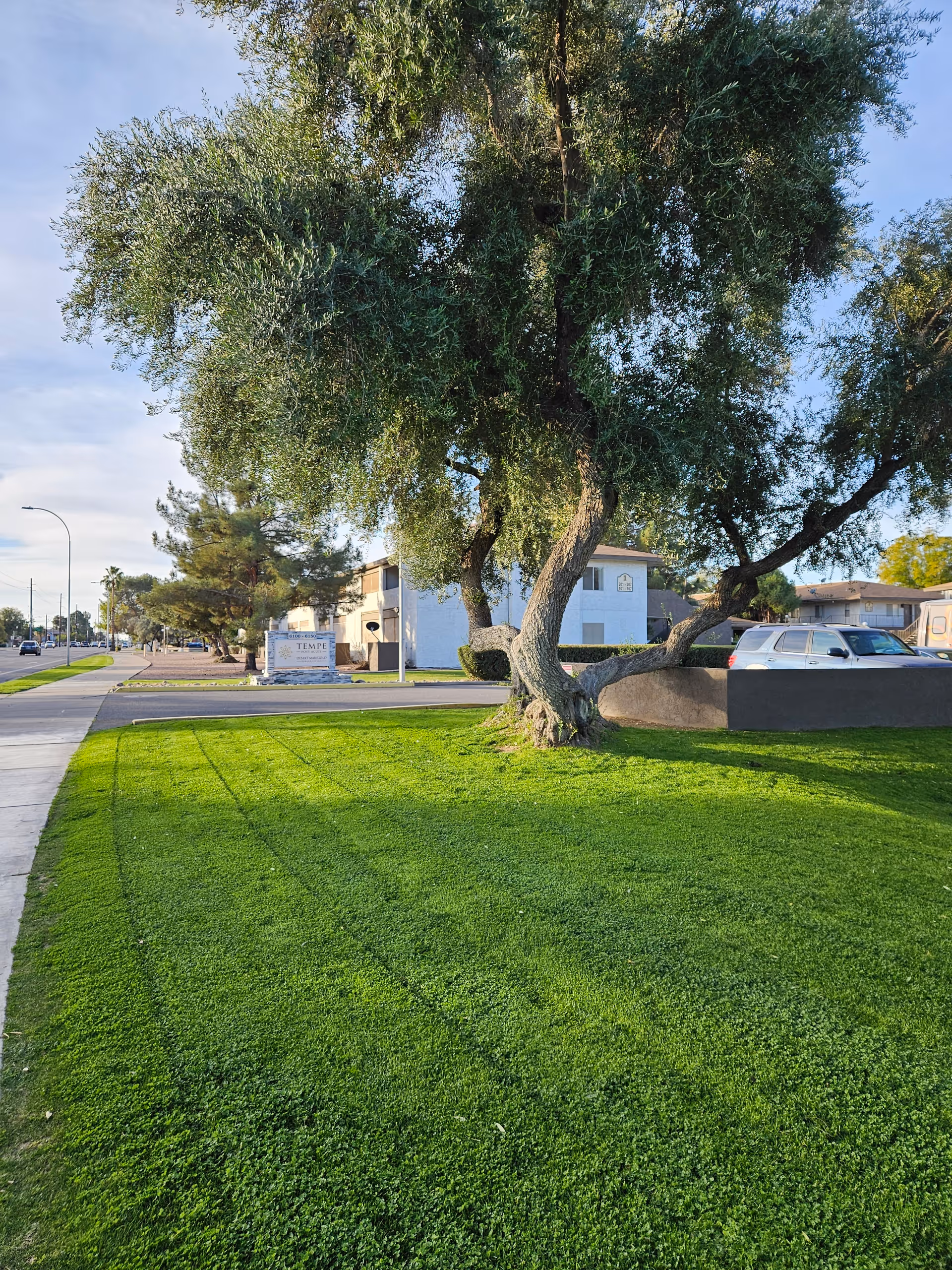 A large tree with a thick trunk and spreading branches stands on a well-maintained green lawn next to a sidewalk. In the background, there is a street with cars and a sign for Desert Marigold Senior Living of Tempe, along with residential buildings under a clear sky.