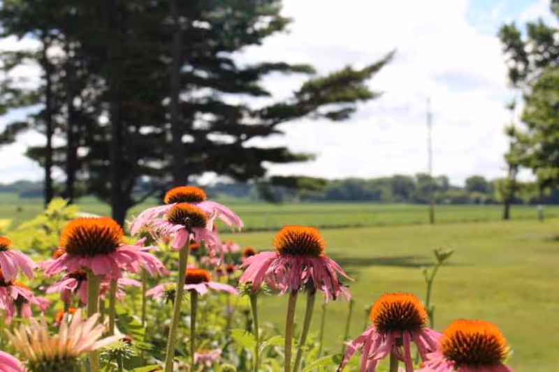 Close-up of pink coneflowers with orange centers in a garden, with green grass, trees, and a partly cloudy sky in the background.